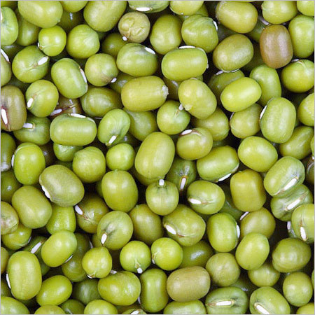 Manufacturers Exporters and Wholesale Suppliers of Green Gram Seeds Palanpur Gujarat